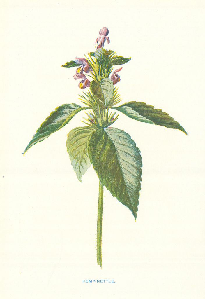 Hemp-Nettle. Wild Flowers by Frederick Edward Hulme c1895 old antique print